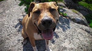 Hiking with your dog